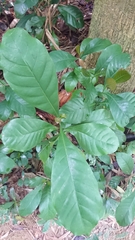 Aidia cochinchinensis