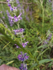 Nepeta curviflora