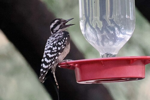 Ladder-backed Woodpecker