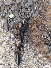 Archispirostreptus syriacus