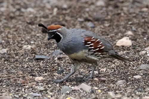 Gambel's Quail