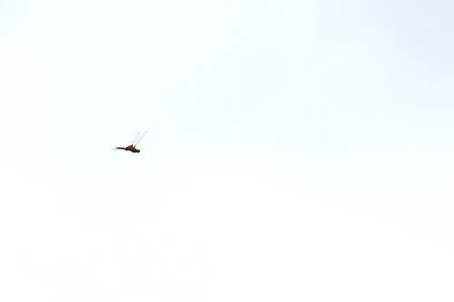 Red Saddlebags