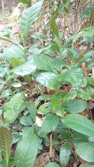 Aidia cochinchinensis