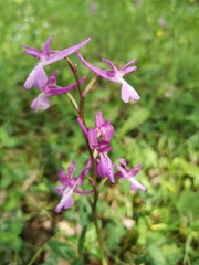 Orchis anatolica