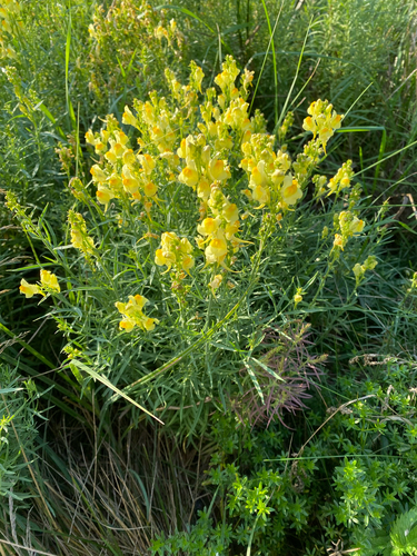 common toadflax