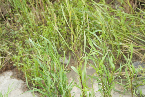 Symphyotrichum subulatum