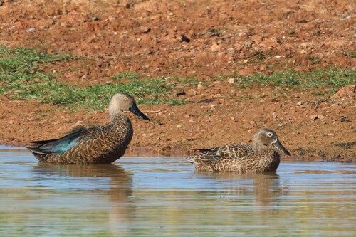 iNaturalist image
