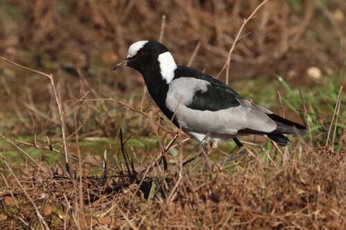 iNaturalist: (c) Gerald Wingate, some rights reserved (CC BY-NC), uploaded by Gerald Wingate iNaturalist image