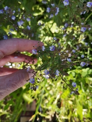 Veronica anagallis-aquatica