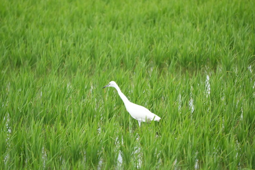 iNaturalist image