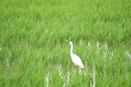 iNaturalist image