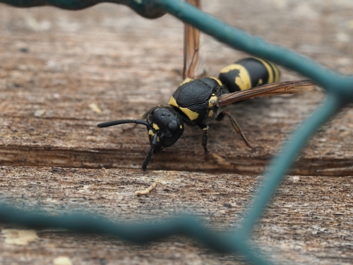 Euodynerus notatus observed 2026-07-25