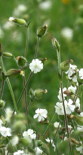 white campion