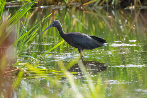 iNaturalist image