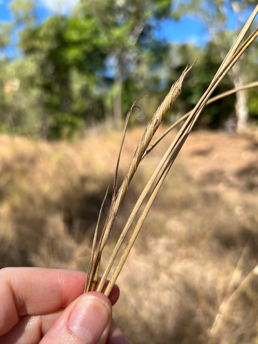 Heteropogon triticeus observed 2026-07-25