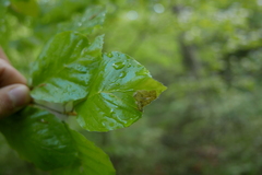 Orchestes fagi