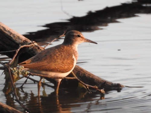 iNaturalist image
