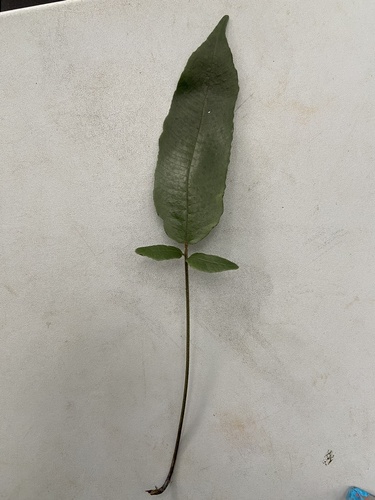 Grypothrix triphylla observed 2026-07-19