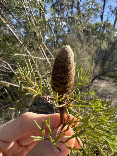 Petrophile pulchella, photograph 5