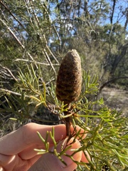 Petrophile pulchella, photograph (c) Toby Jin, some rights reserved (CC BY)