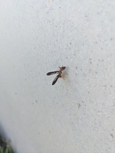 Brown Wasp Mantidfly