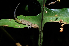 Nactus