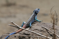 Acanthocercus adramitanus