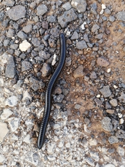 Archispirostreptus syriacus