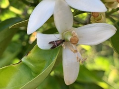 Adela paludicolella