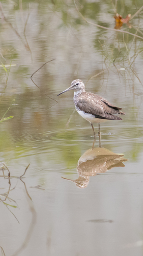 iNaturalist: (c) Laurence Riddle, some rights reserved (CC BY-NC), uploaded by Laurence Riddle iNaturalist image