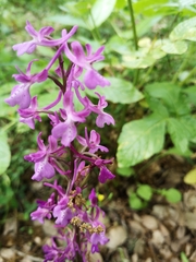Orchis anatolica