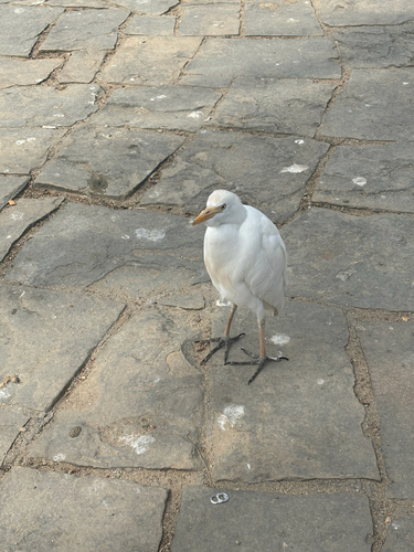 iNaturalist: (c) Fi, some rights reserved (CC BY-NC), uploaded by Fi iNaturalist image