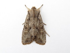 Lithophane disposita