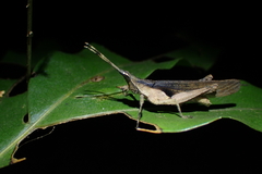 Desmoptera truncatipennis