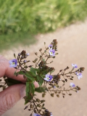 Veronica anagallis-aquatica