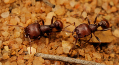 Tetramorium setuliferum