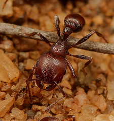 Tetramorium setuliferum