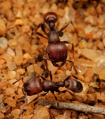 Tetramorium setuliferum