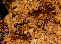 Tetramorium setuliferum
