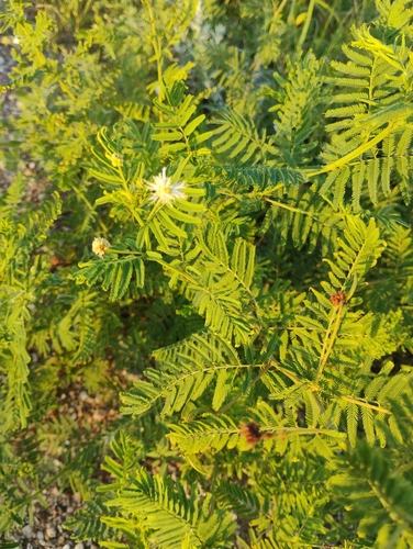 Illinois bundleflower