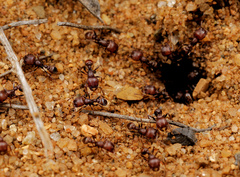 Tetramorium setuliferum