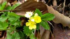 Waldsteinia ternata