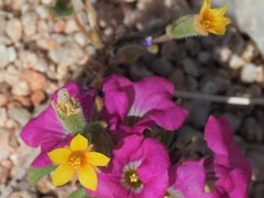 Mentzelia obscura