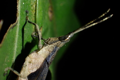 Desmoptera truncatipennis