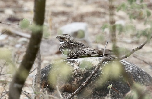 Lesser Nighthawk