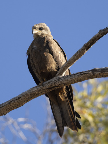 Black Kite