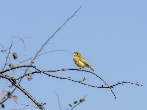 Weebill