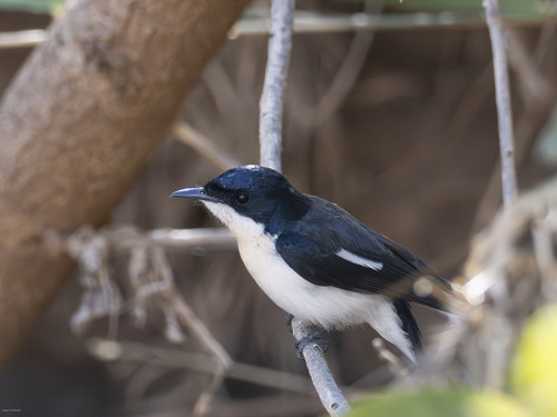 Paperbark Flycatcher