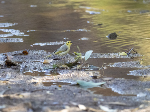 Yellow-tinted Honeyeater