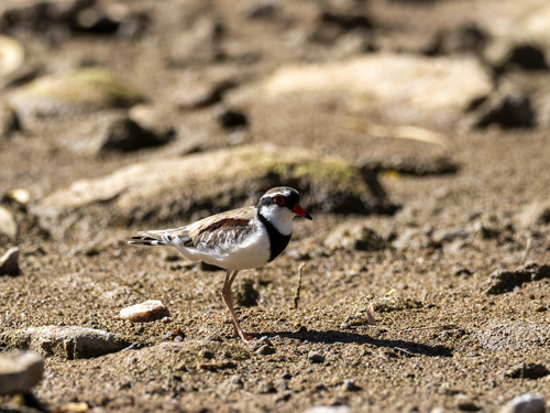 Black-fronted Dotterel